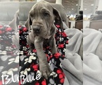 Small #1 Great Dane