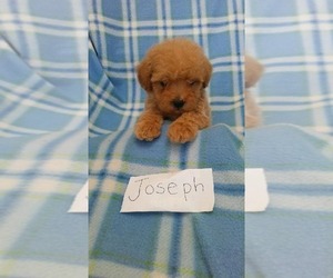 Maltese-Poodle (Toy) Mix Puppy for sale in CLARKRANGE, TN, USA