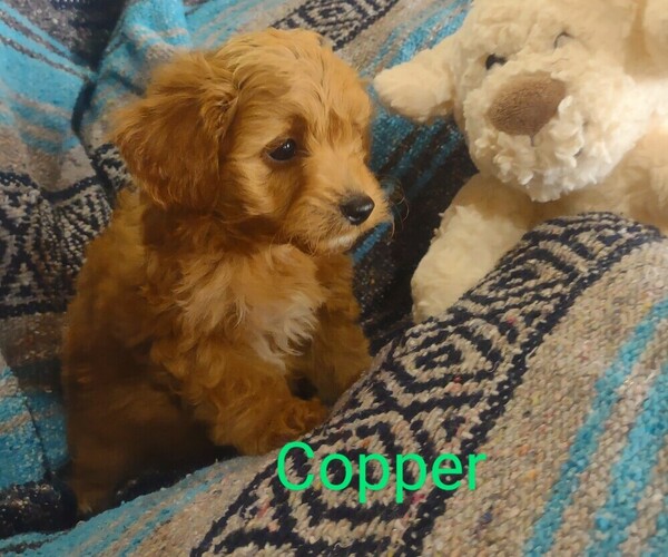Medium Photo #4 Cavachon-Poodle (Miniature) Mix Puppy For Sale in FREWSBURG, NY, USA
