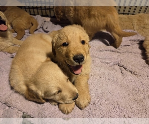 Medium Photo #6 Golden Retriever Puppy For Sale in MINNEAPOLIS, MN, USA