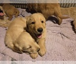 Small #5 Golden Retriever