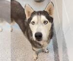 A662673 - Male Siberian Husky Dog for Adoption - Small photo