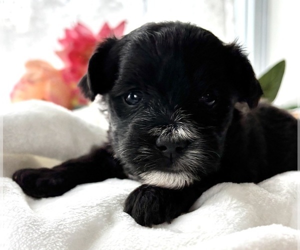 Medium Photo #5 Morkie Puppy For Sale in ROCK STREAM, NY, USA