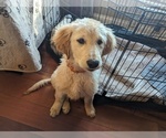 Small Photo #3 Golden Retriever Puppy For Sale in LEXINGTON, KY, USA