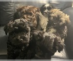 Small Photo #1 Havanese Puppy For Sale in LONGVIEW, TX, USA
