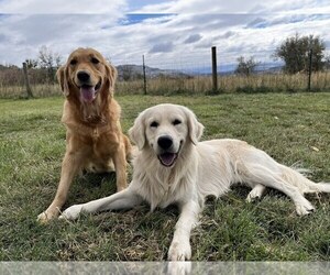 Golden Retriever Puppy for Sale in DE BEQUE, Colorado USA