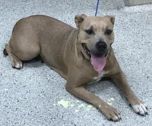 Mutt Dogs for adoption in Conroe, TX, USA