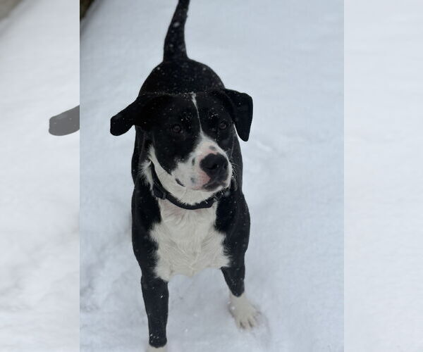 Medium Photo #5 Labrador Retriever-Unknown Mix Puppy For Sale in Holly Springs, NC, USA