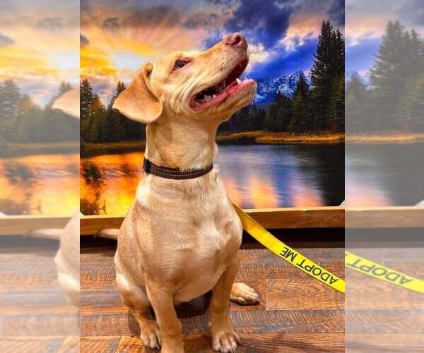 Medium Photo #43 Labrador Retriever-Unknown Mix Puppy For Sale in New York, NY, USA