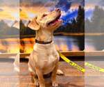 Small #42 Labrador Retriever Mix