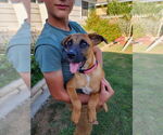 Small #4 Boxador