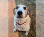 Small #9 Beagle Mix