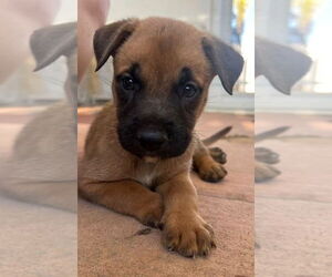 Labrador Retriever-Unknown Mix Dogs for adoption in Dana Point, CA, USA