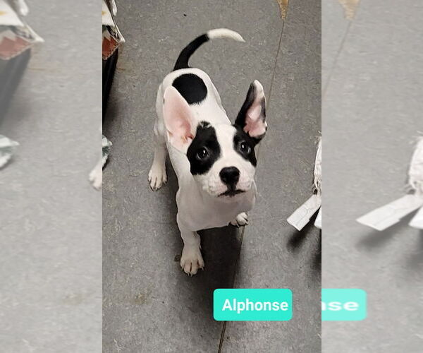 Medium Photo #2 Mutt Puppy For Sale in Richmond, IN, USA