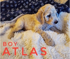 Goldendoodle Puppy for sale in PHOENIX, AZ, USA