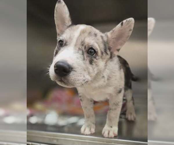 Medium Photo #1 Mutt Puppy For Sale in Woodbury, NY, USA