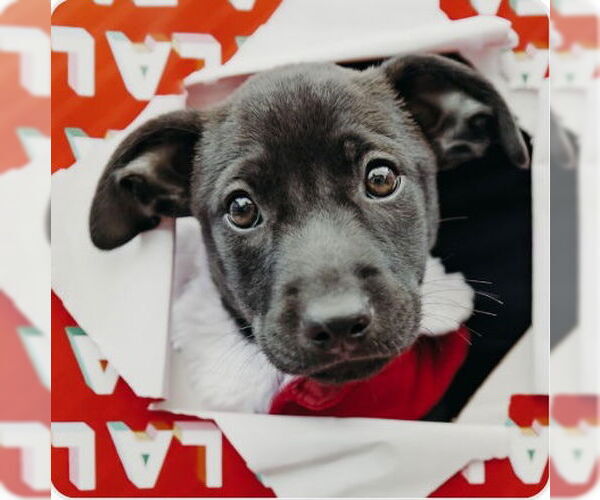 Medium Photo #1 Mutt Puppy For Sale in Fort Collins, CO, USA