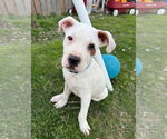 Small #3 American Pit Bull Terrier