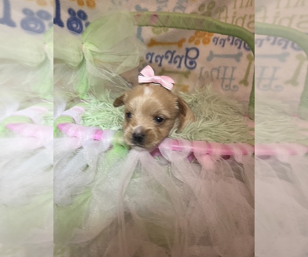 Medium Photo #5 Yorkshire Terrier Puppy For Sale in SPRINGFIELD, TN, USA