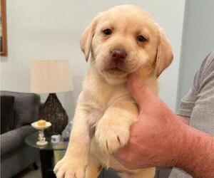 Labrador Retriever Puppy for sale in RIVERVIEW, FL, USA