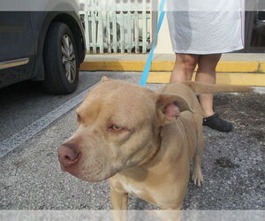 Staffordshire Bull Terrier Dogs for adoption in Ocala, FL, USA