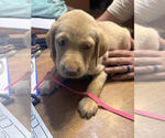 Puppy Hot Pink Collar Labrador Retriever