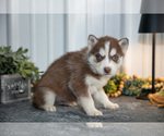 Small Photo #27 Siberian Husky Puppy For Sale in SHREVE, OH, USA