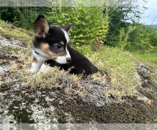 Medium Photo #41 Pembroke Welsh Corgi Puppy For Sale in PERKINSVILLE, VT, USA