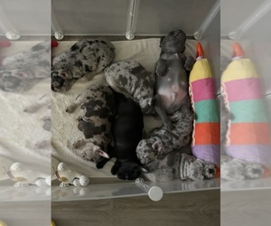 French Bulldog Litter for sale in DALLAS, TX, USA