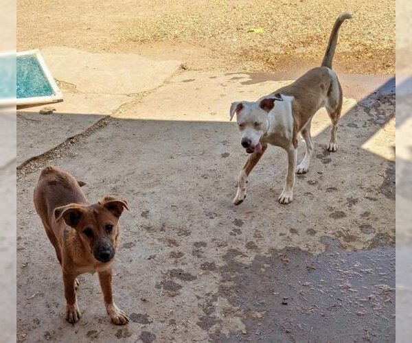 Medium Photo #4 Red Heeler-Unknown Mix Puppy For Sale in Pena Blanca, NM, USA