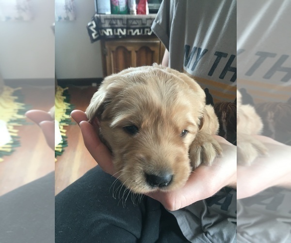 Medium Photo #2 Golden Retriever Puppy For Sale in NUNN, CO, USA