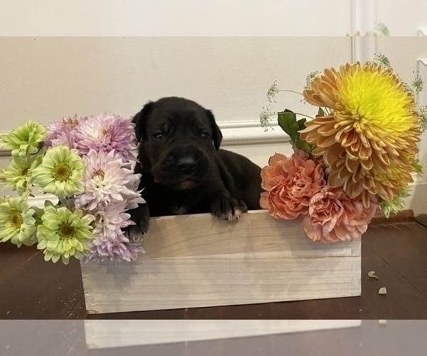 Medium Photo #4 Great Dane Puppy For Sale in ALDIE, VA, USA