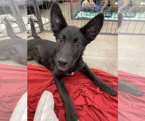 Shollie Dogs for adoption in Davis, CA, USA