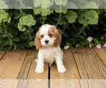 Small #5 Cocker Spaniel