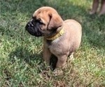 Small #7 Bullmastiff