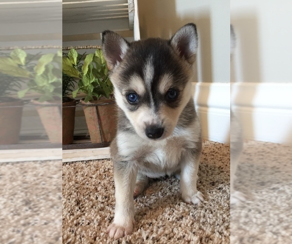 Medium Photo #6 Alaskan Klee Kai Puppy For Sale in WINCHESTER, OH, USA