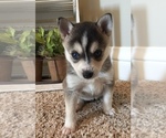 Small Photo #6 Alaskan Klee Kai Puppy For Sale in WINCHESTER, OH, USA