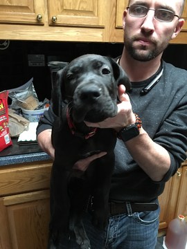Medium Photo #1 Great Dane Puppy For Sale in NEWNAN, GA, USA