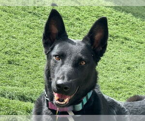 Mutt Dogs for adoption in Cookeville, TN, USA