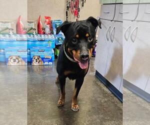 Rottweiler-Unknown Mix Dogs for adoption in Rockwall, TX, USA