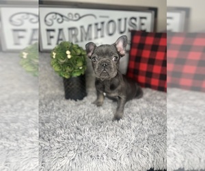 French Bulldog Puppy for sale in INDIANAPOLIS, IN, USA