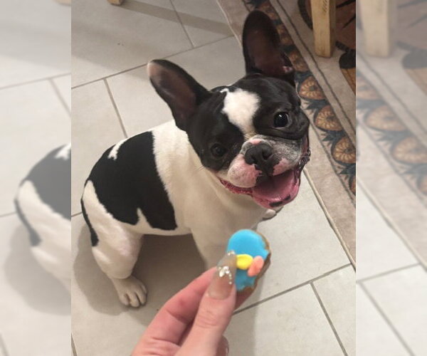 Medium Photo #4 French Bulldog Puppy For Sale in Miami, FL, USA