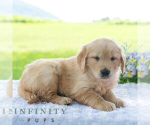 Golden Retriever Puppy for sale in NEWPORT, PA, USA