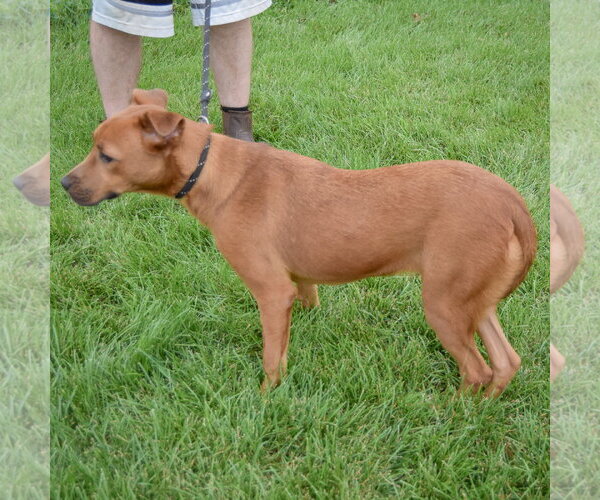 Medium Photo #5 German Shepherd Dog-Unknown Mix Puppy For Sale in Huntley, IL, USA
