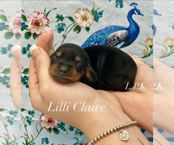 Medium Photo #1 Dachshund Puppy For Sale in WINNSBORO, LA, USA
