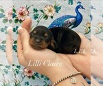 Image preview for Ad Listing. Nickname: Mini Lilli