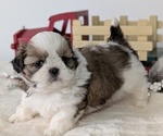 Small Photo #49 Shih Tzu Puppy For Sale in GOSHEN, IN, USA