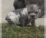 Small #8 French Bulldog