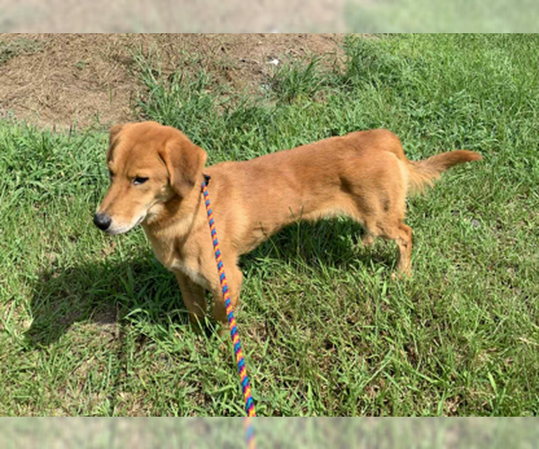 Medium Photo #5 Basset Retriever Puppy For Sale in Wakefield, RI, USA