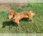 Small #4 Basset Retriever